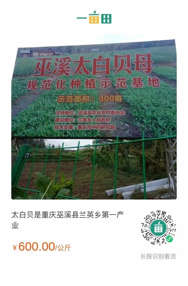 太白贝是重庆市巫溪县兰英乡国家重点扶持支柱产业。