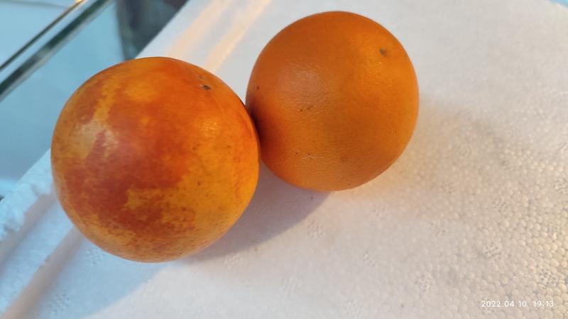 塔罗科血橙四川达州精品血橙基地直销支持选果专车一件代发