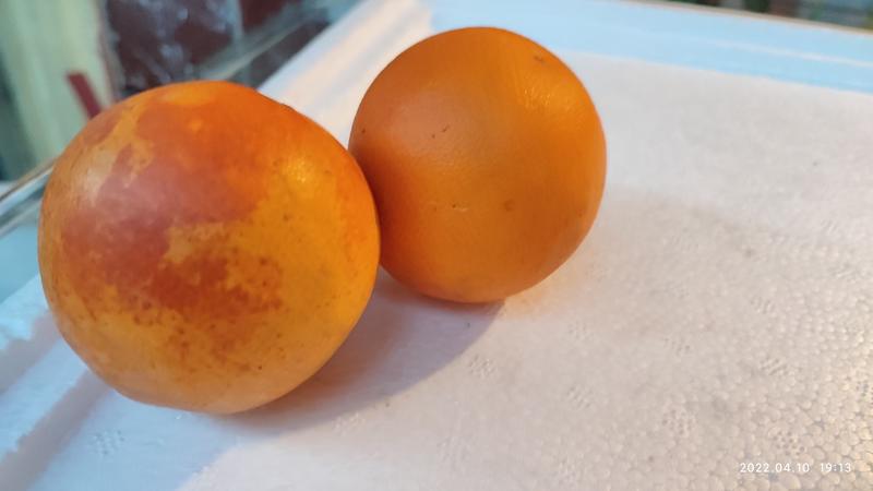 塔罗科血橙四川达州精品血橙基地直销支持选果专车一件代发