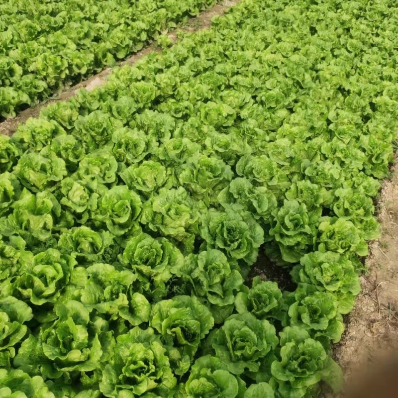 生菜