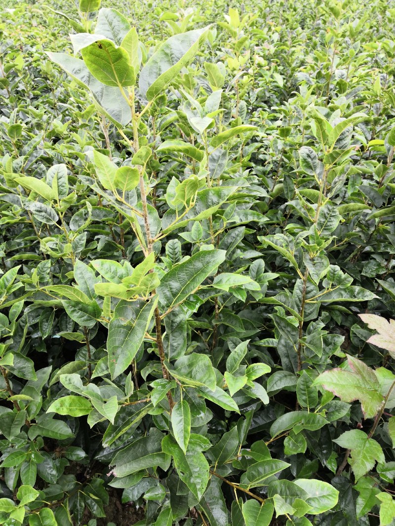 半枫荷苗半边枫半枫荷树苗半枫荷
