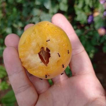 山东烟台荷兰香蜜杏，吊干杏，蜜罐油杏，自家种植包成活