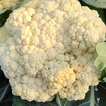 应季菜花，松花菜电商供货超高性价比欢迎电话咨询