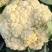 应季菜花，松花菜电商供货超高性价比欢迎电话咨询