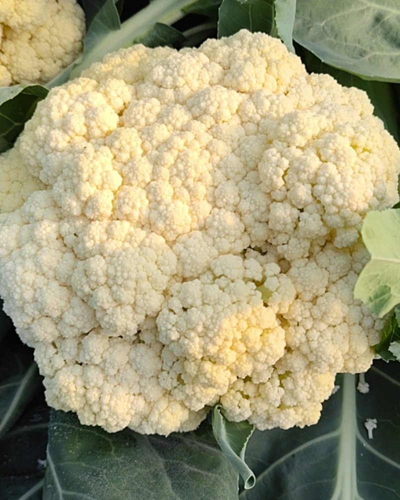 应季菜花，松花菜电商供货超高性价比欢迎电话咨询