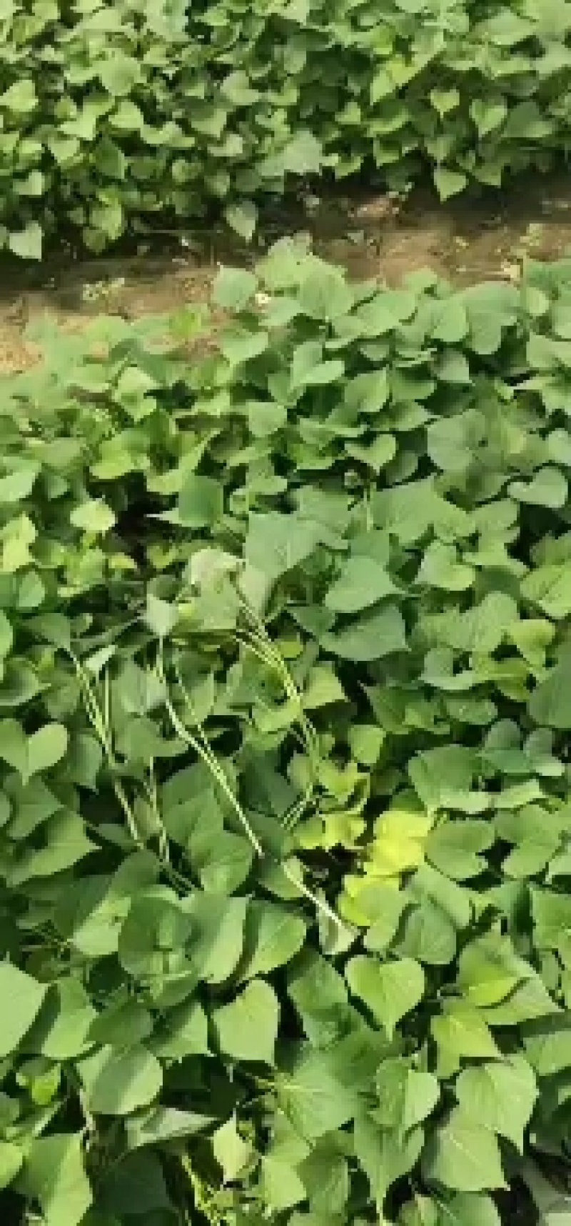 冷弓棚龙薯九高剪苗