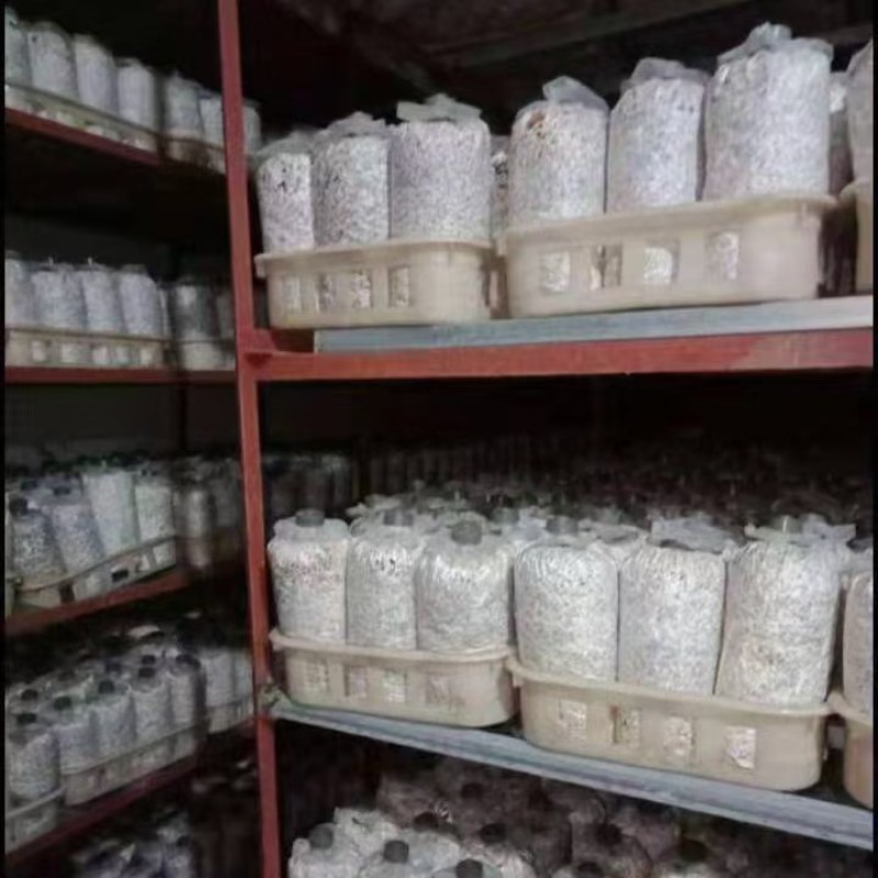 种玉米心平菇菌种种玉米的平菇栽培种包