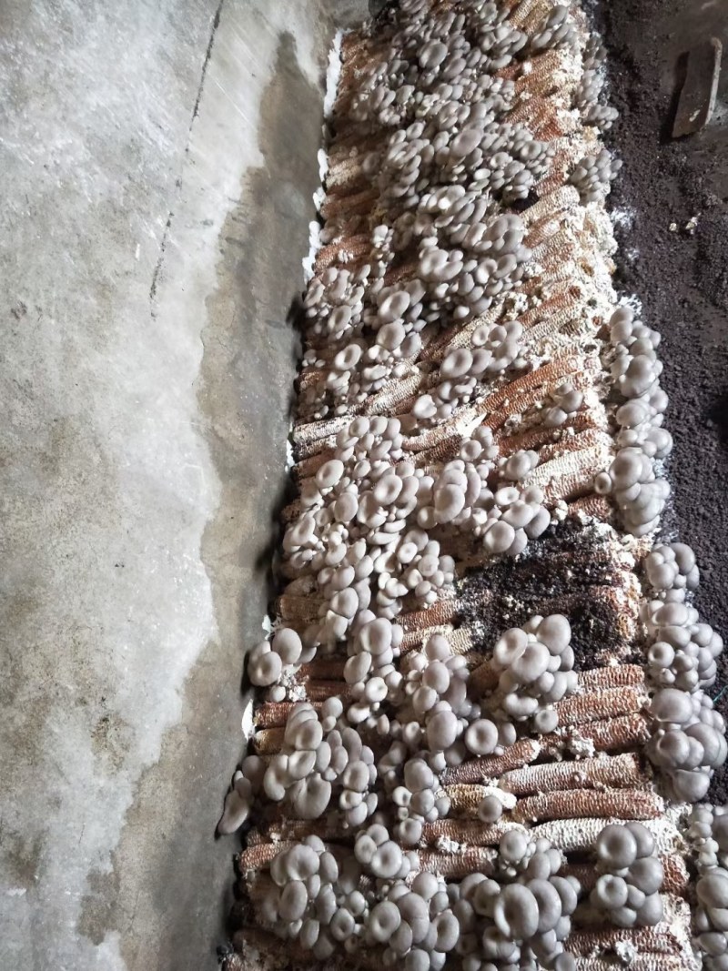 种玉米心平菇菌种种玉米的平菇栽培种包