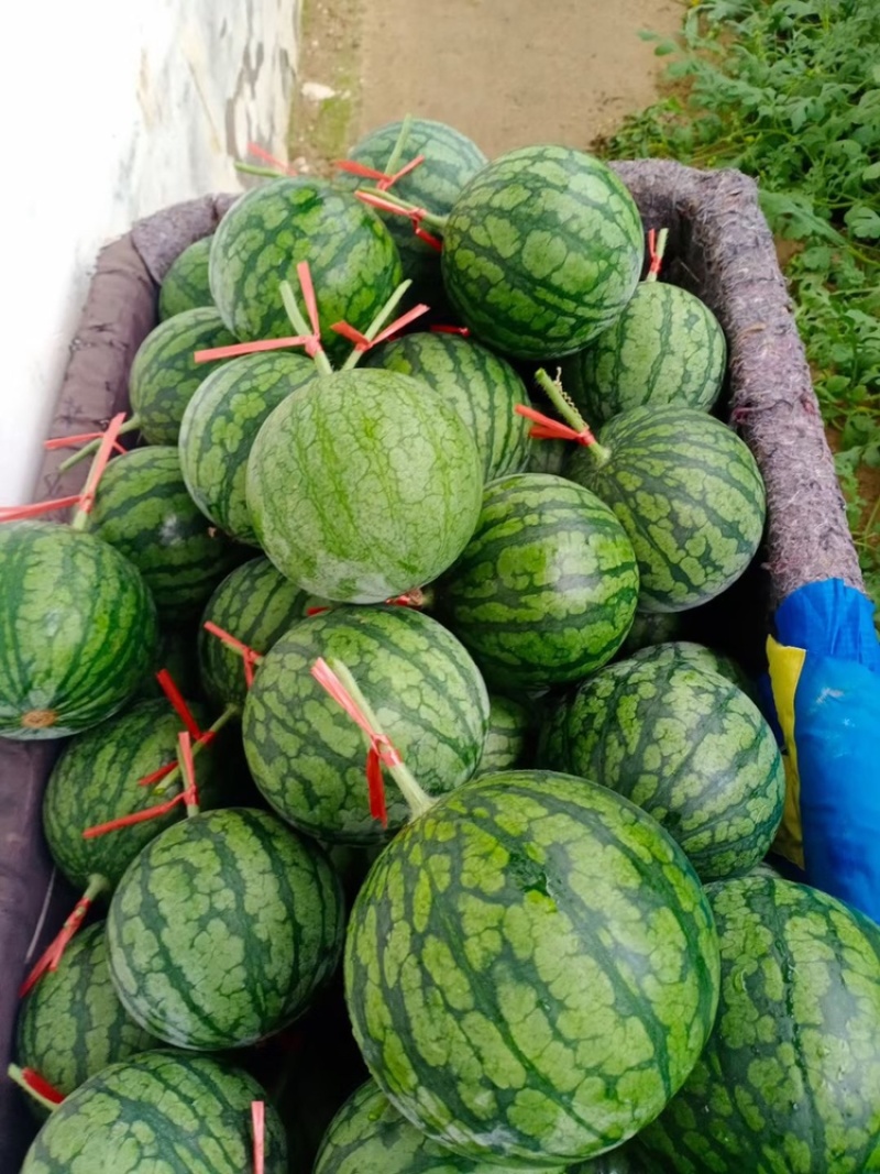 精品仁风富硒西瓜