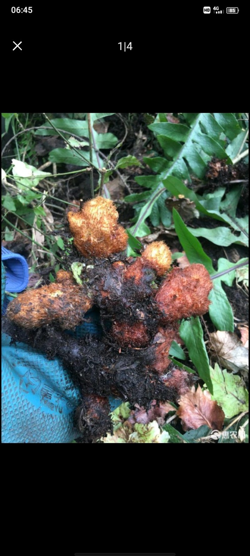 贵州骨碎补鲜货/干货
