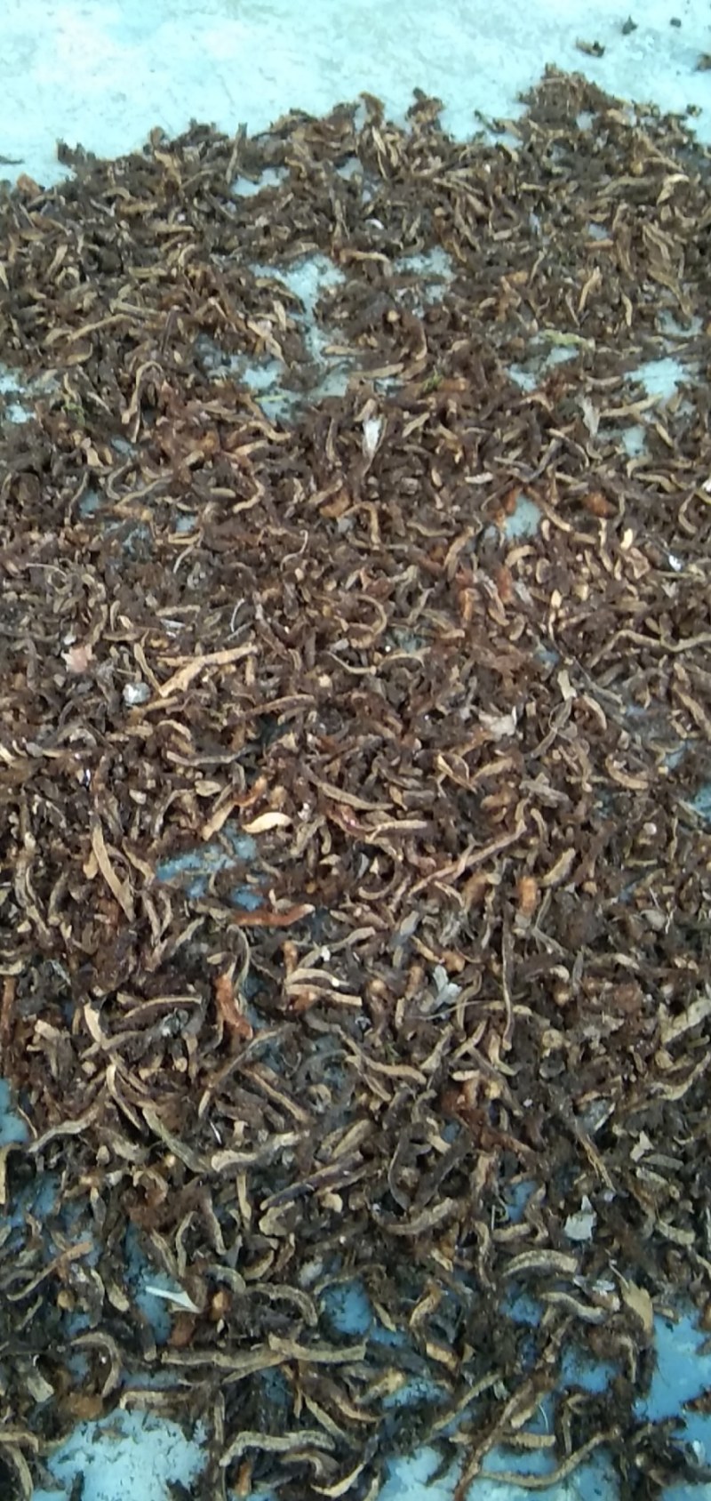 贵州骨碎补鲜货/干货