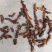 贵州骨碎补鲜货/干货