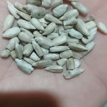 哈萨克斯坦油葵仁，大量供应。欢迎围观。