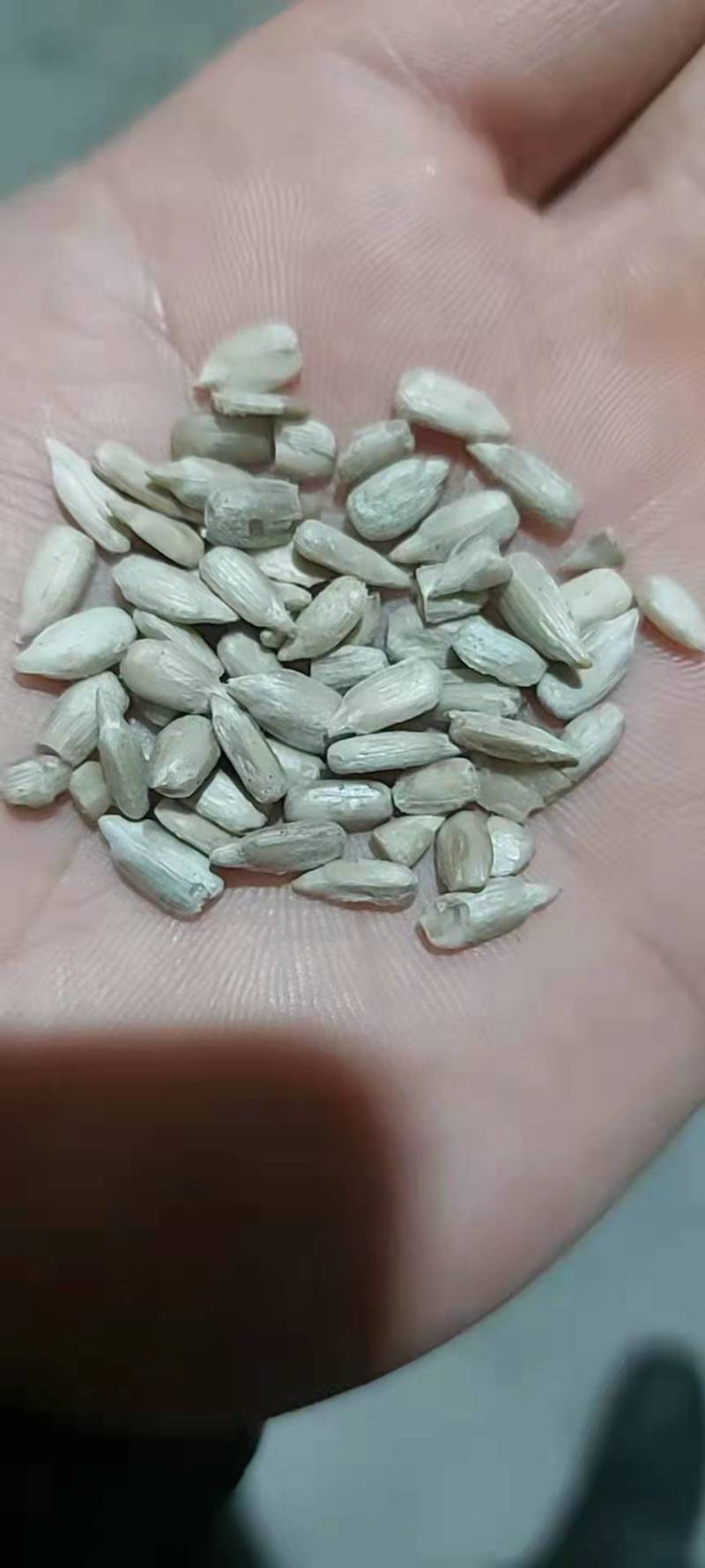 哈萨克斯坦油葵仁，大量供应。欢迎围观。