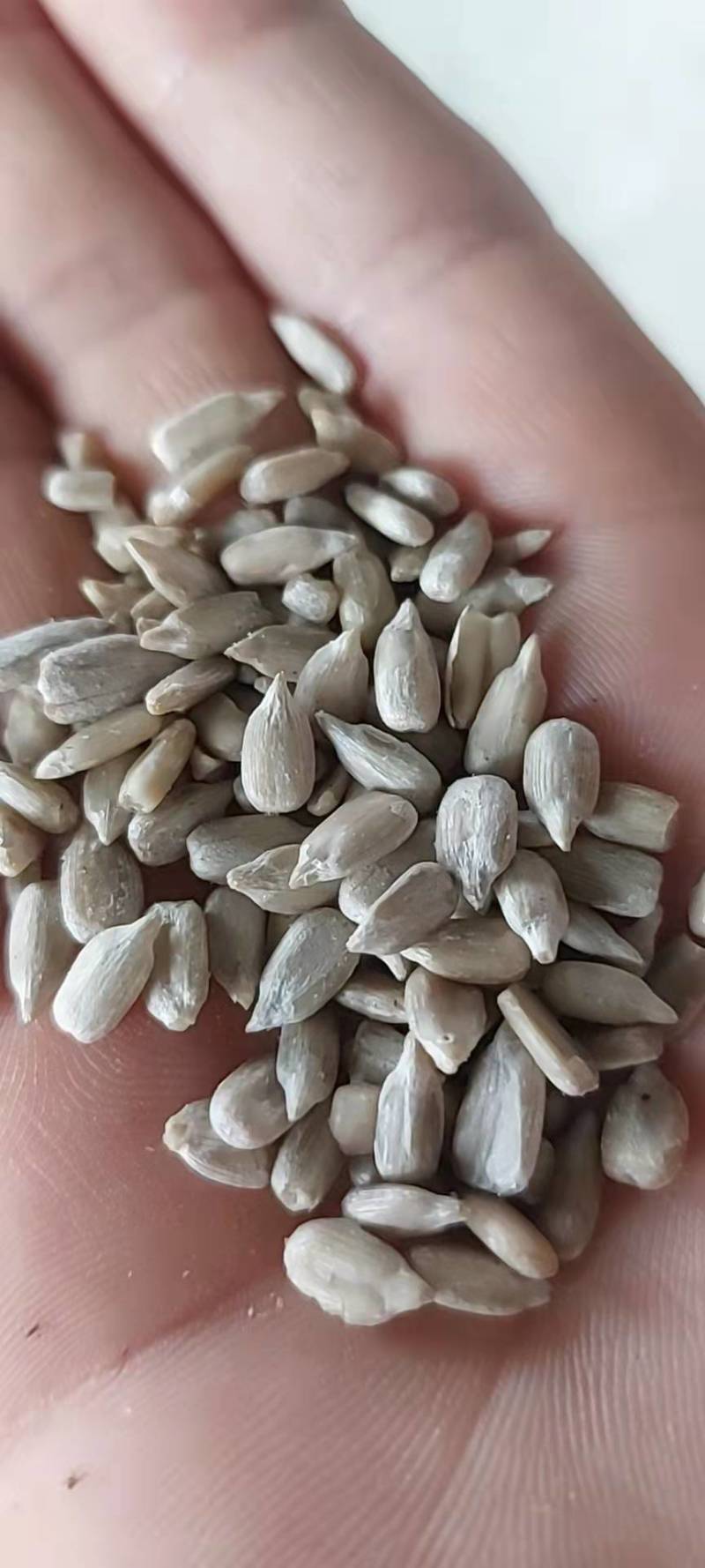 哈萨克斯坦油葵仁，大量供应。欢迎围观。
