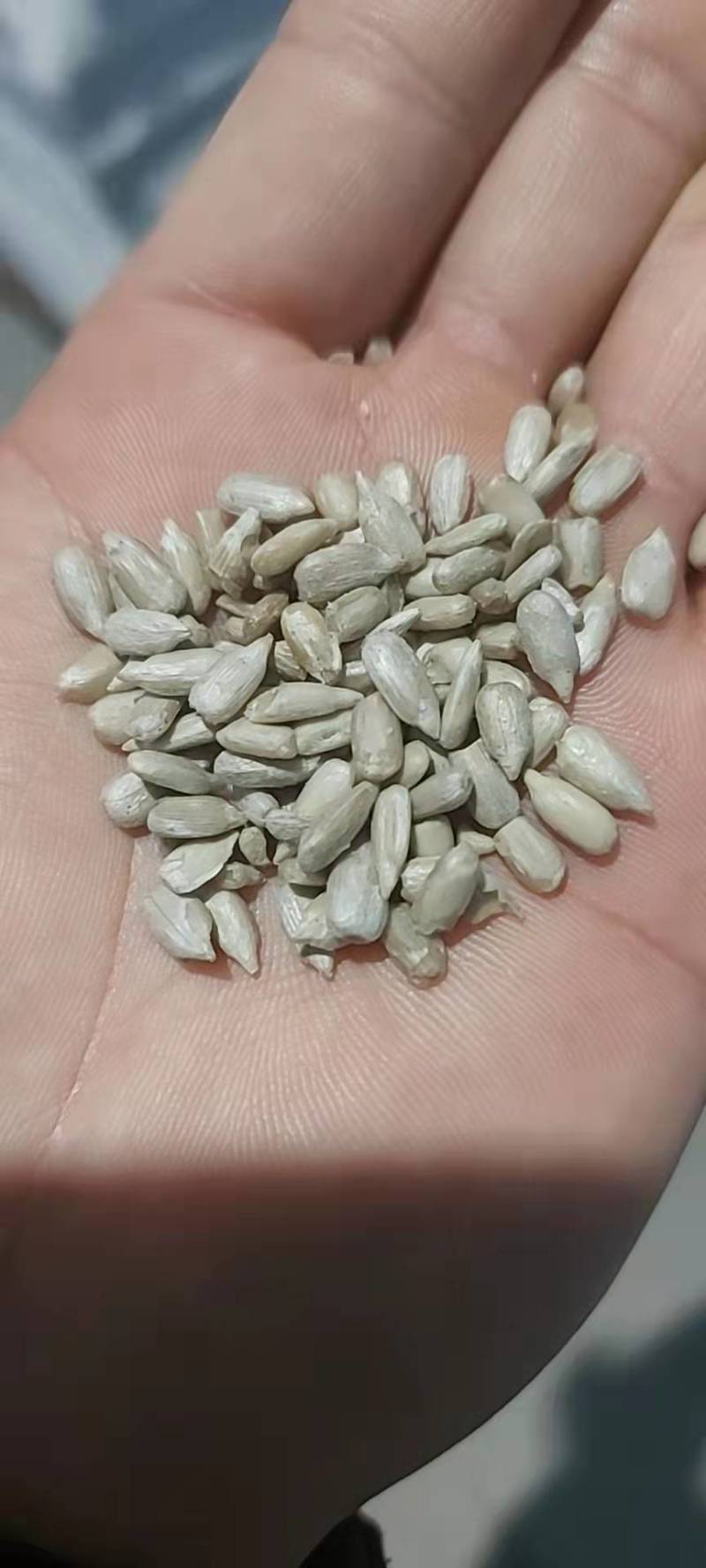 哈萨克斯坦油葵仁，大量供应。欢迎围观。