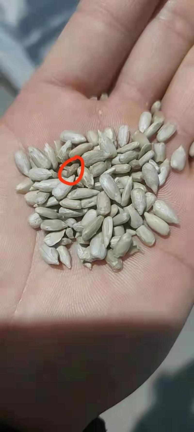 哈萨克斯坦油葵仁，大量供应。欢迎围观。
