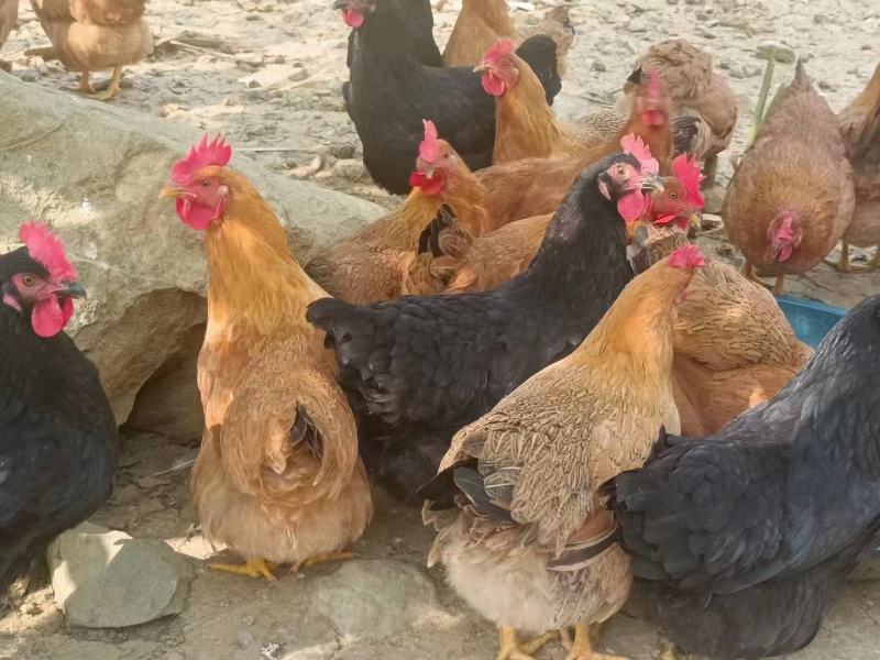 灵山正土，均重3.6斤，个个有蛋，黄脚黄肉，冠红毛亮。