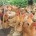 灵山正土，均重3.6斤，个个有蛋，黄脚黄肉，冠红毛亮。