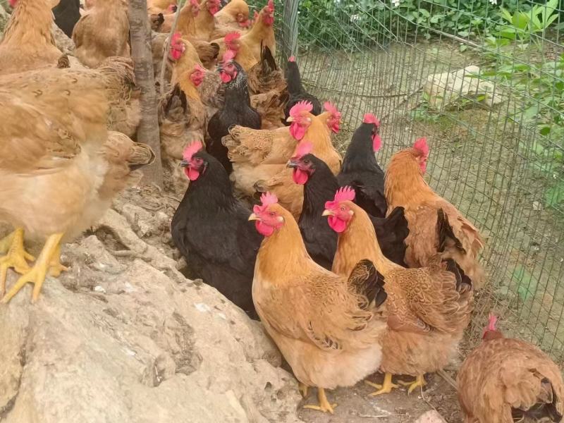 灵山正土，均重3.6斤，个个有蛋，黄脚黄肉，冠红毛亮。
