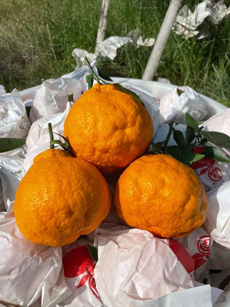 【精选】丑桔不知火柑橘产地直发看货选货