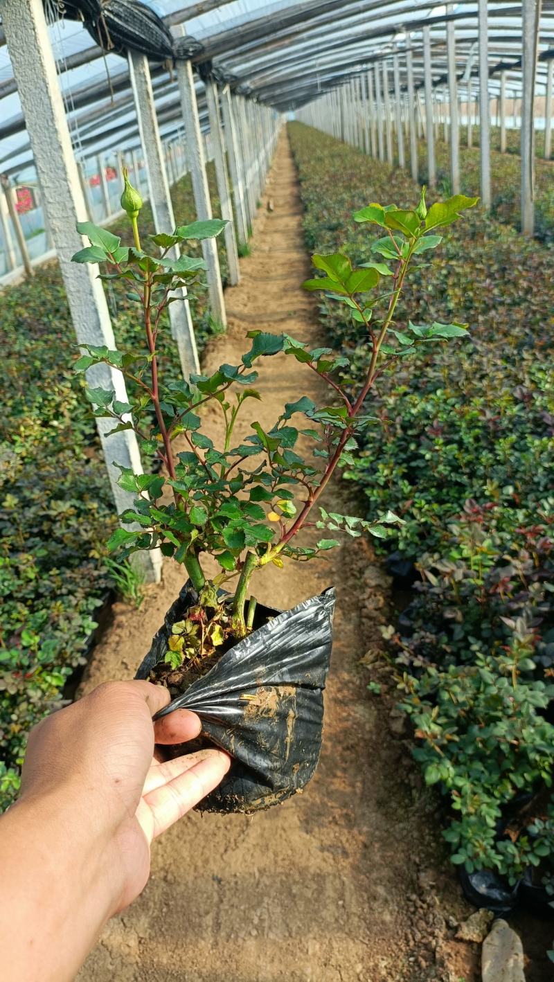 大花月季盆栽，品种月季工程苗，坤盛苗木基地