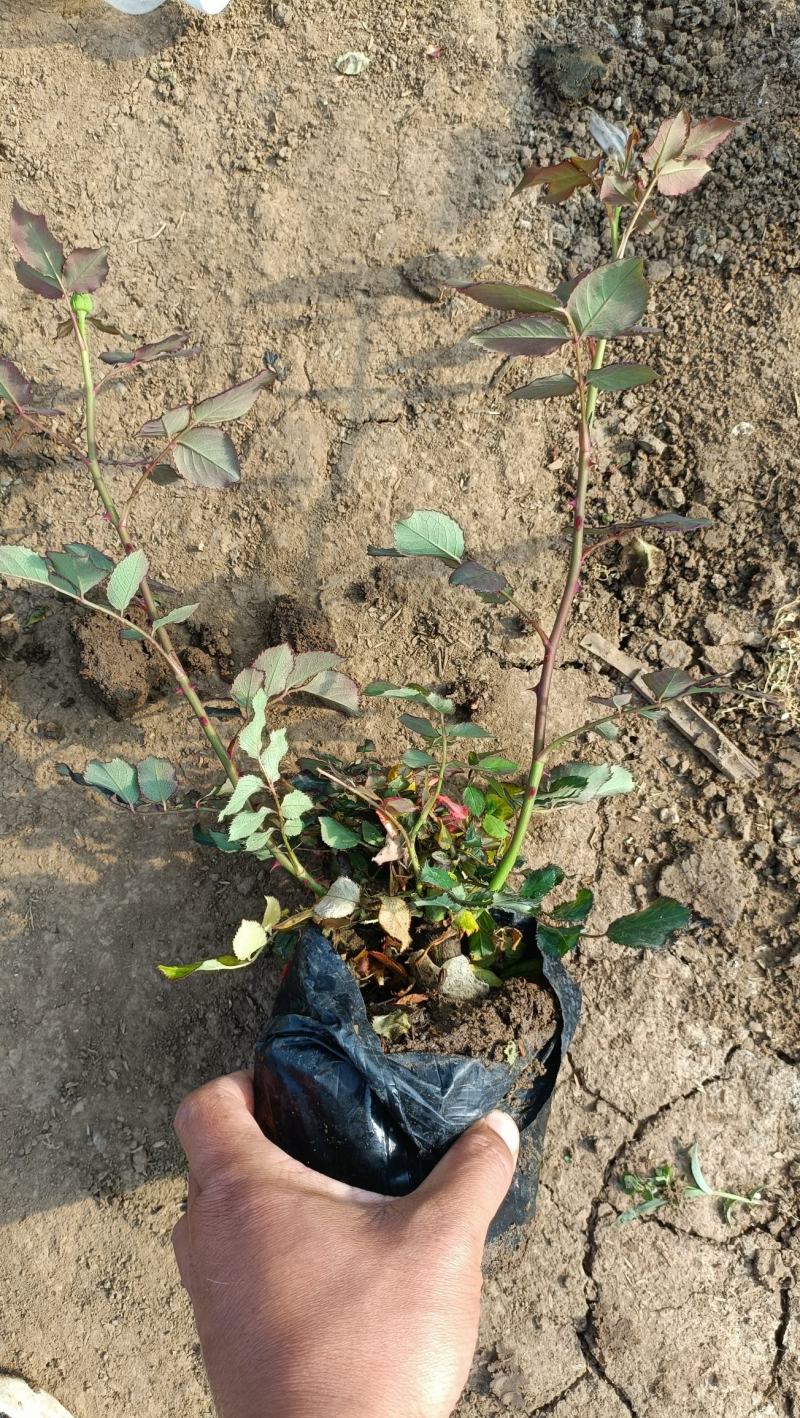 大花月季盆栽，品种月季工程苗，坤盛苗木基地