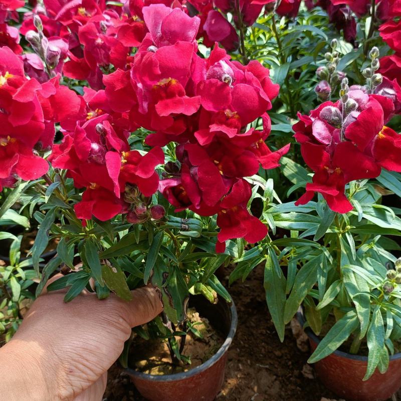 金鱼草盆栽花卉，租摆绿化，庭院观赏花卉，坤盛花卉基地