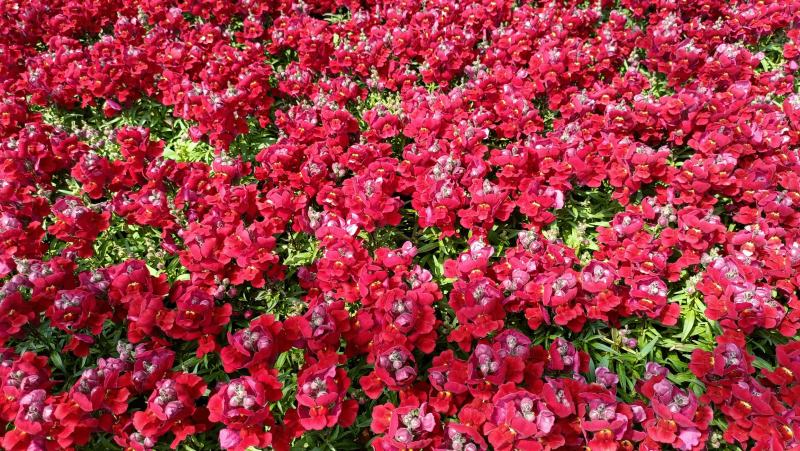 金鱼草盆栽花卉，租摆绿化，庭院观赏花卉，坤盛花卉基地