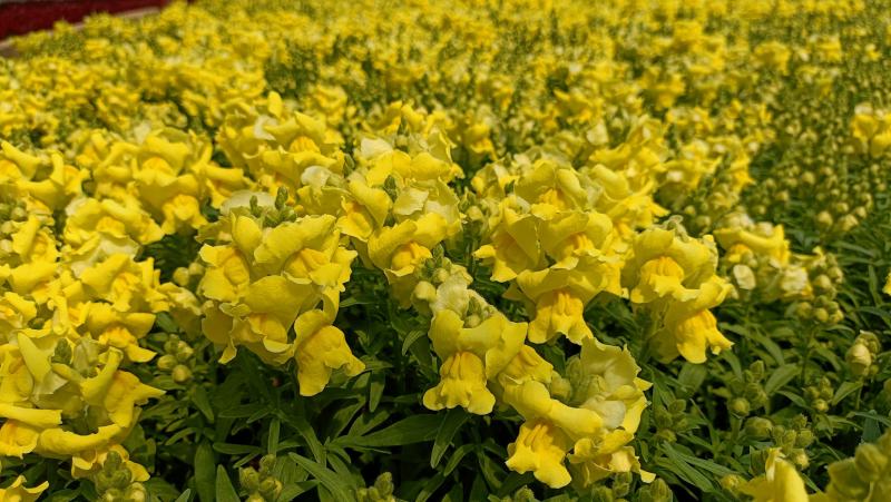 金鱼草盆栽花卉，租摆绿化，庭院观赏花卉，坤盛花卉基地