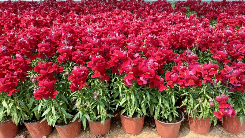 金鱼草盆栽花卉，租摆绿化，庭院观赏花卉，坤盛花卉基地