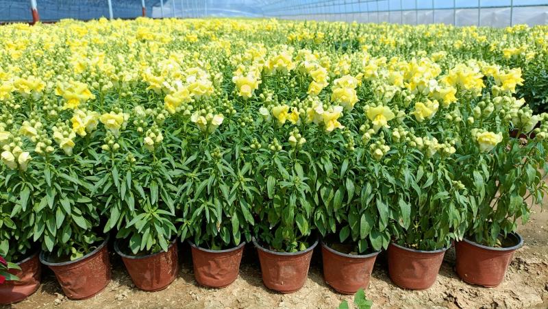 金鱼草盆栽花卉，租摆绿化，庭院观赏花卉，坤盛花卉基地