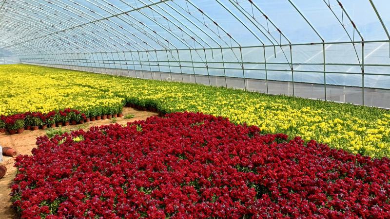 金鱼草盆栽花卉，租摆绿化，庭院观赏花卉，坤盛花卉基地