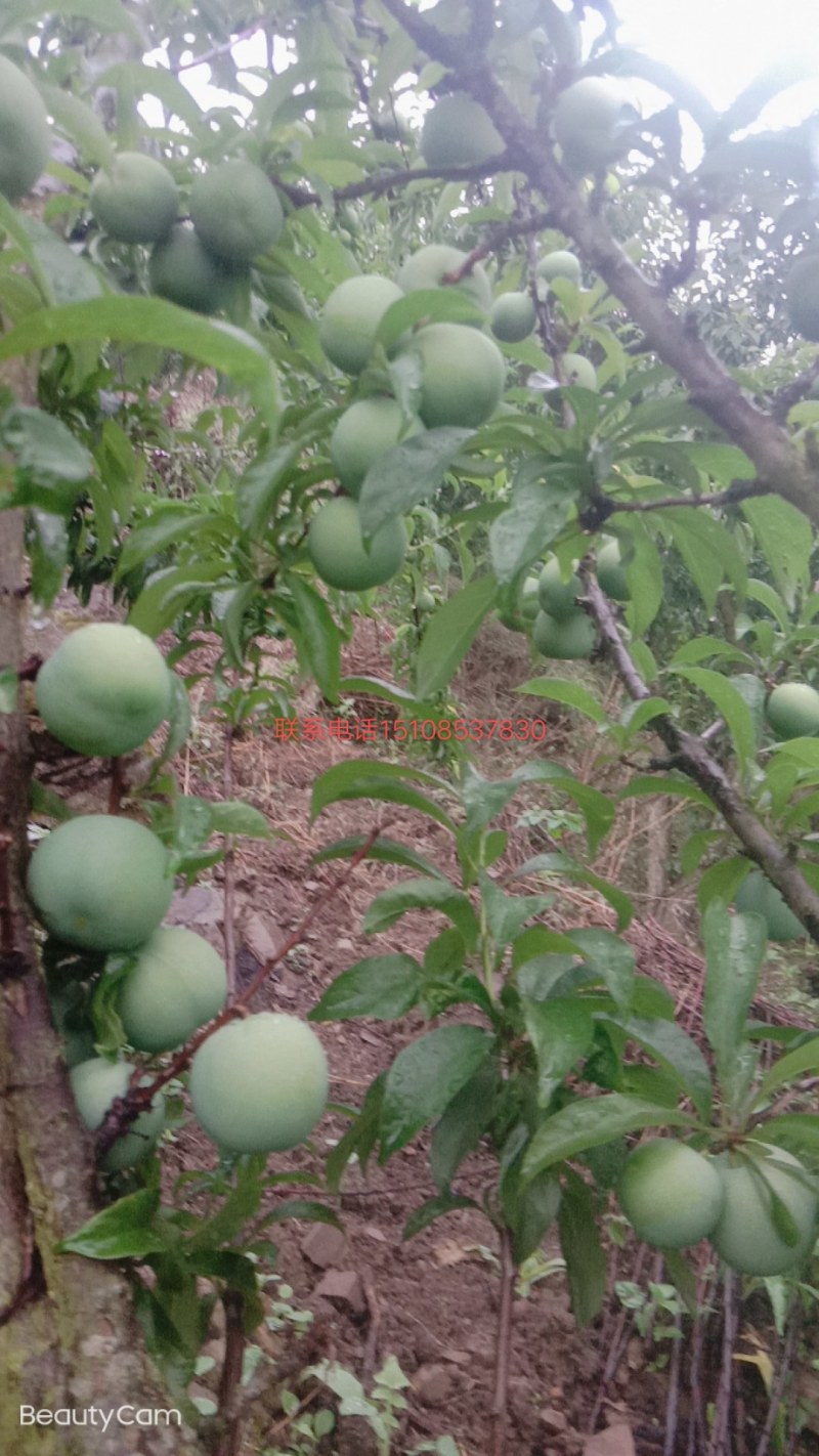 六马蜂糖李_青脆李