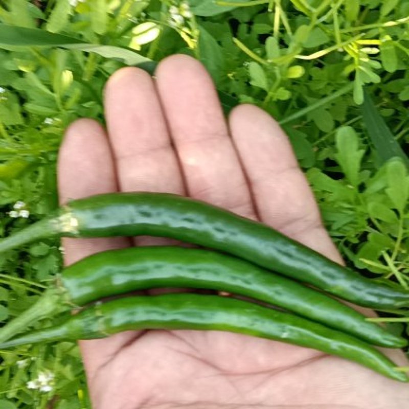 青小米椒云南基地