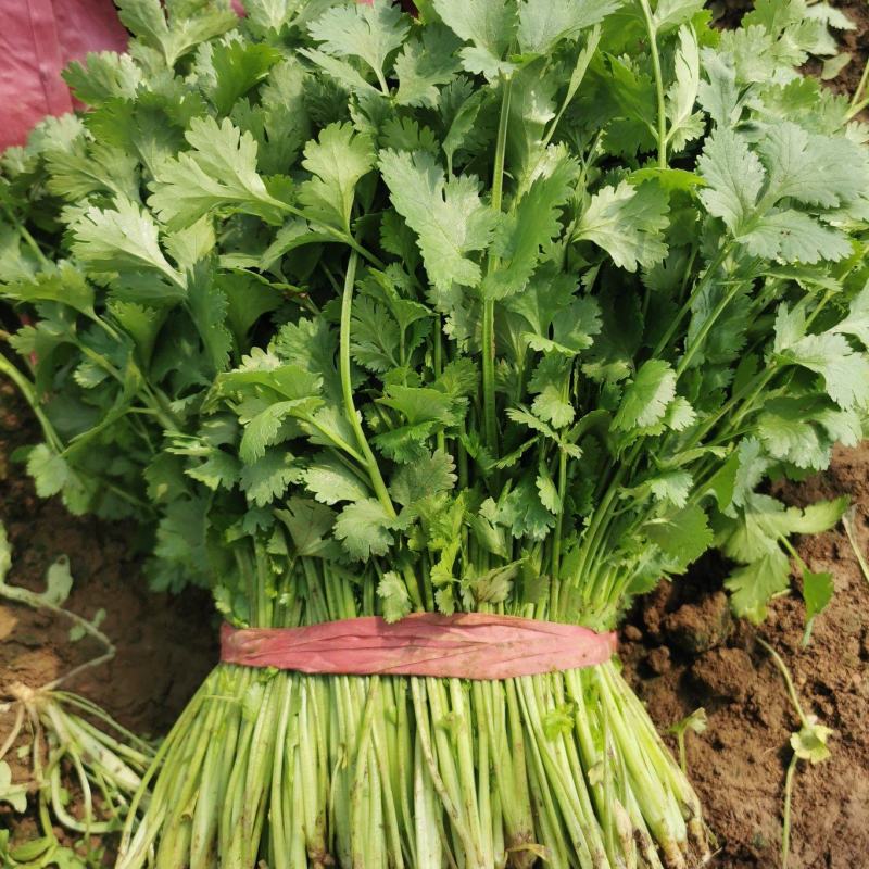 精品香菜一手货源地头装车需要的老板联系