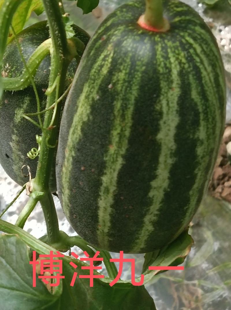 博洋九一新乐市甜瓜4月份大量上市欢迎新老客户前来选购