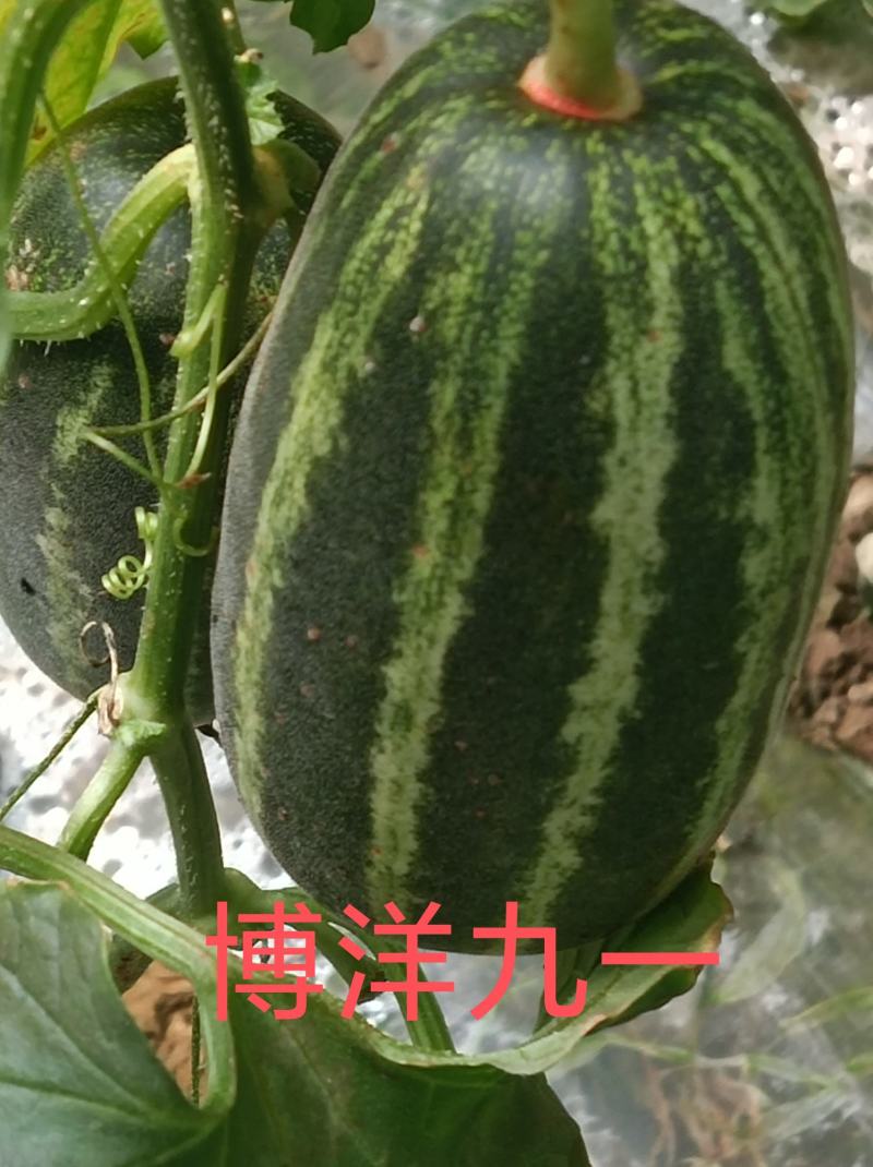 博洋九一新乐市甜瓜4月份大量上市欢迎新老客户前来选购
