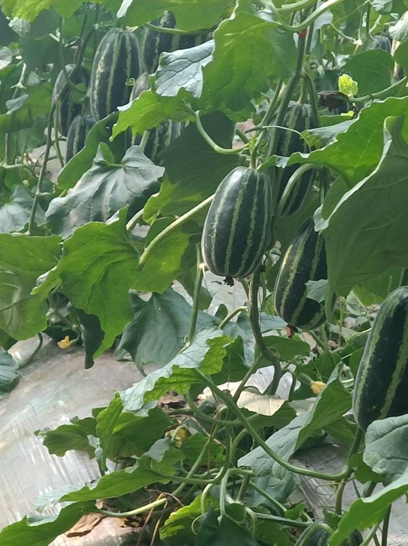 博洋九一新乐市甜瓜4月份大量上市欢迎新老客户前来选购