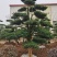 罗汉松老桩造型适合庭院种植市政小区绿化
