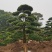 罗汉松老桩造型适合庭院种植市政小区绿化