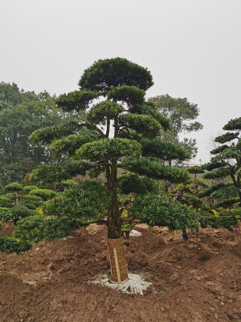 罗汉松老桩造型适合庭院种植市政小区绿化