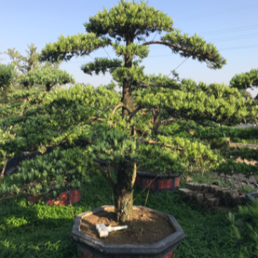 造型罗汉松