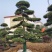 罗汉松老桩造型适合庭院种植市政小区绿化