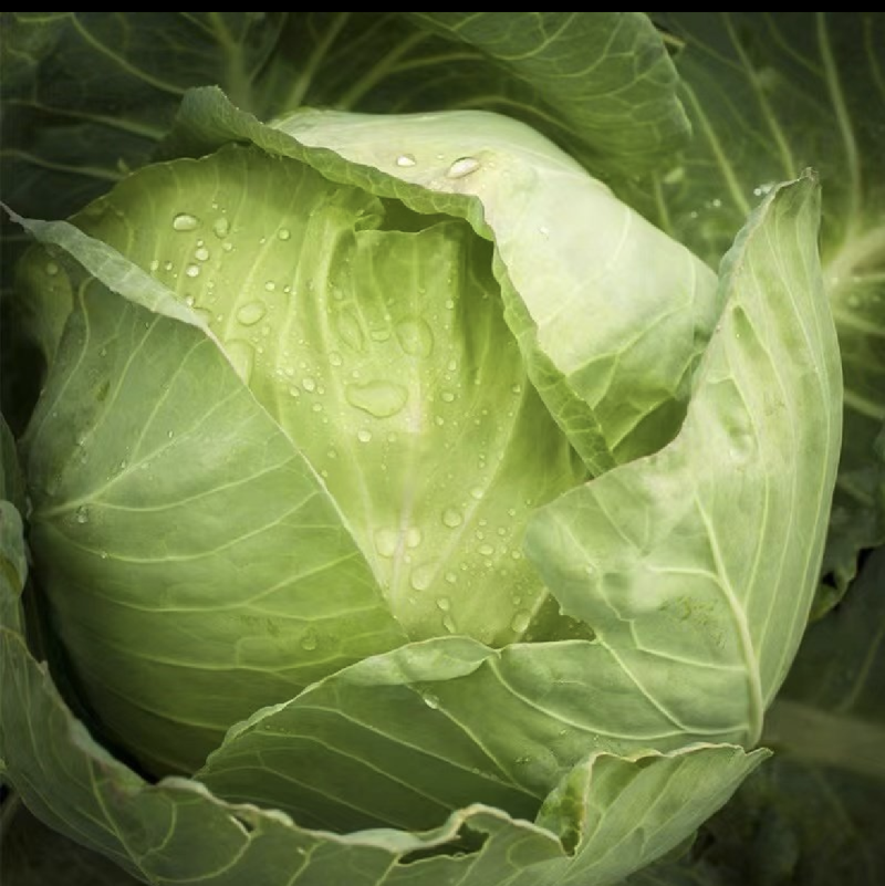 精品甘蓝圆包菜可视频看货保质保量欢迎咨询订购