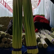 邳州精品小红帽蒜苔，即将大量上市，价格不高质量好