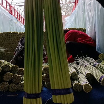 邳州精品小红帽蒜苔，即将大量上市，价格不高质量好