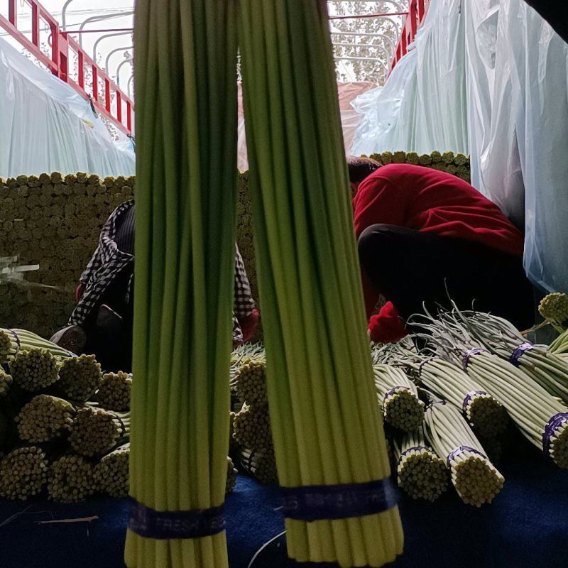 邳州精品小红帽蒜苔，即将大量上市，价格不高质量好