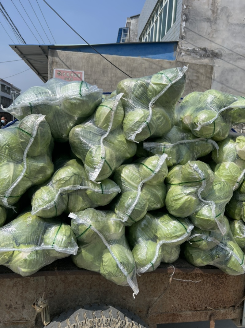 精品甘蓝圆包菜可视频看货保质保量欢迎咨询订购