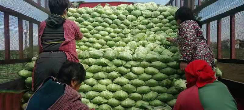 精品甘蓝圆包菜可视频看货保质保量欢迎咨询订购